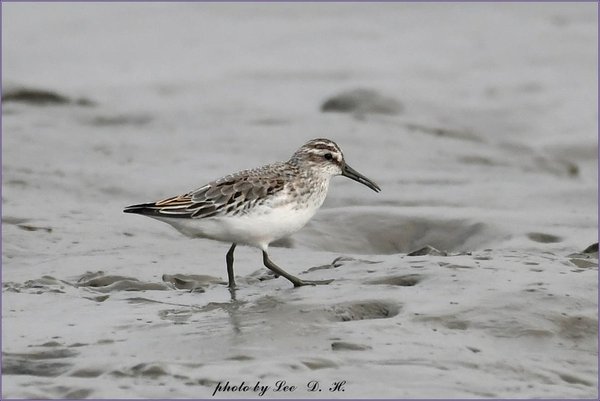 송곳부리도요